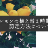 【超重要】レモンの植え替え時期は3月｜剪定方法についても
