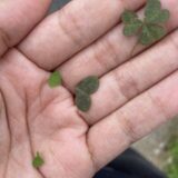 子供たちの授業参観へ