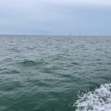 イルカウォッチイングしてきた