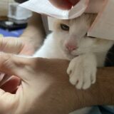 FIRE資金か子供NISAか｜10年後にパートを辞めるために